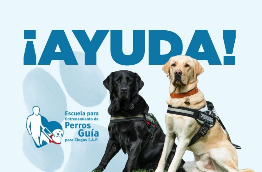 Dos perros guía y atrás de ellos la palabra 